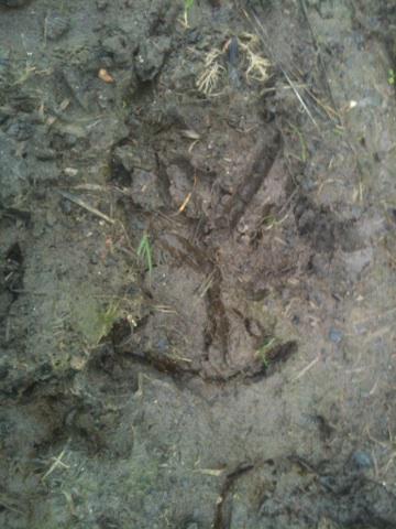 Saw the cranes at Muchelney on the Somerset levels