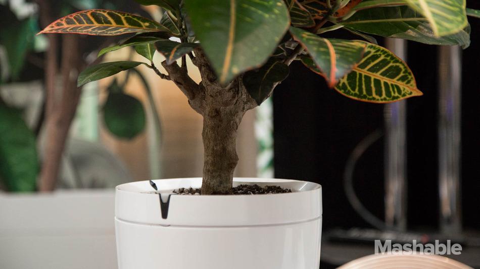 MelsensPierre's tweet photo. #Parrot Pot arrose vos plantes à votre place ! #iwantitnow Après le #parrotflowerpower http://t.co/MUzPcLifBX http://t.co/LN7CjzvnHD