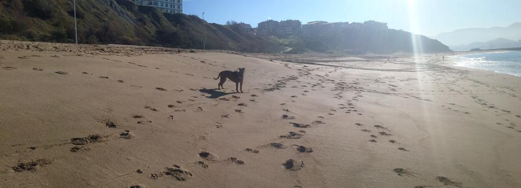 TxutxiSandraBox's tweet photo. Menudo dia de playa!Nos encanta #felices #migordi #sol #relax #paseotime 😎🐶 http://t.co/54O0d1eRfr