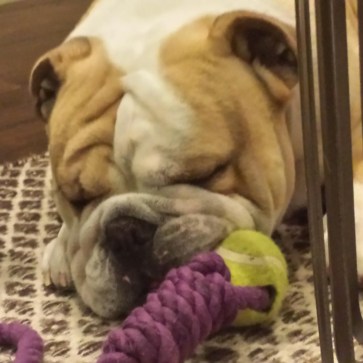 SnowRemoval_CDN's tweet photo. Good morning #abstorm, the #bulldog don't like 5:30am wake up but time for #snowremoval #snow #MondayMotivation http://t.co/AhjEQxF515