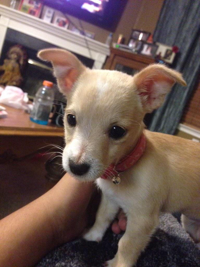 RichardGalvez13's tweet photo. If you live in the KB area off nuckols crossing, please let me know if you see this dog http://t.co/ML7csCX9FW