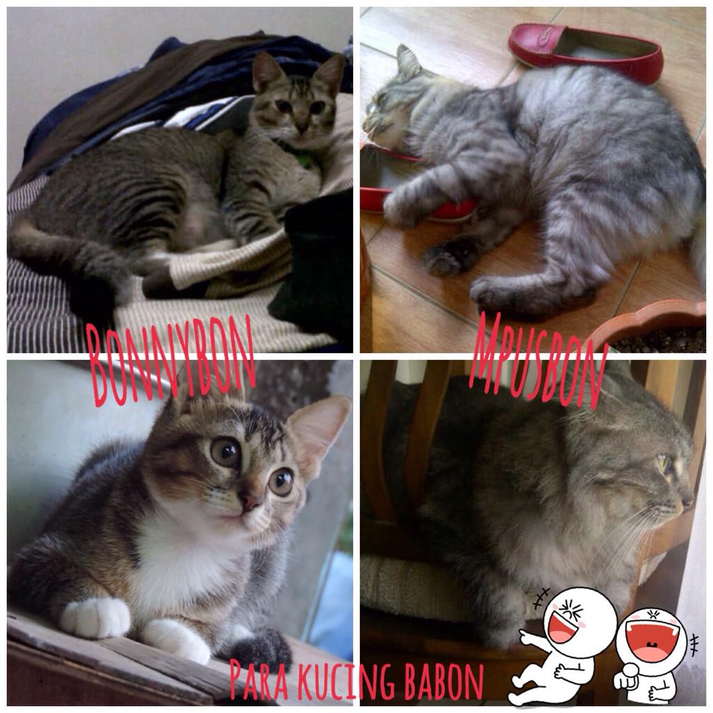 Kenapa kucing2 kesayangan ini harus gembrot 😂😂😂😂😂😂