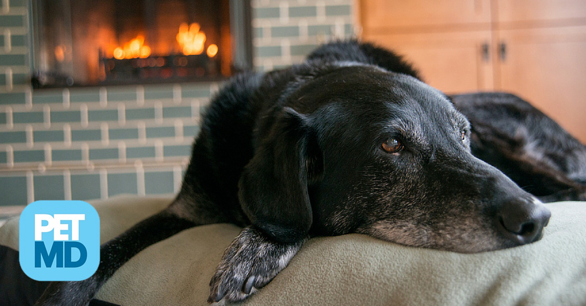 PetMD's tweet photo. What can you do to prevent your dog from catching a cold? http://t.co/9FQgIpYRGK http://t.co/4p6IvYQjyR