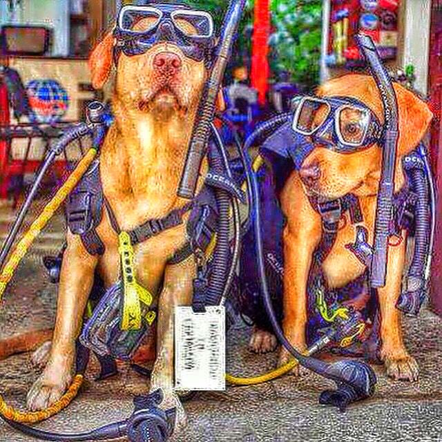 MaduroDive's tweet photo. How many #RETWEEETS for these #scubadogs? 👌🐶🐶 #scuba #padi #scubadiving #scubadiver #diving #diver #scubalife http://t.co/oyrv7kKrSG
