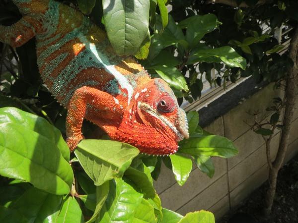 Y U U Yumeleon Twitter