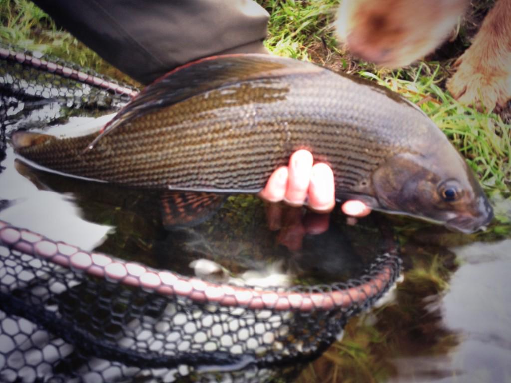 First go on Peebleshire water this year, good levels and some cracking fish. Biggest of the day, 50cm and 3lb 3oz