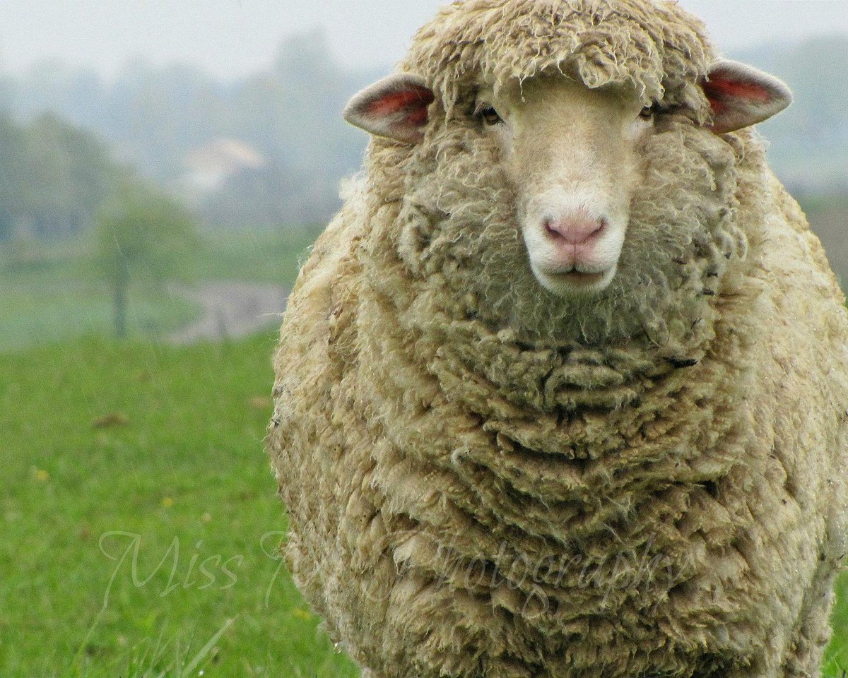 New Year, New Ewe
