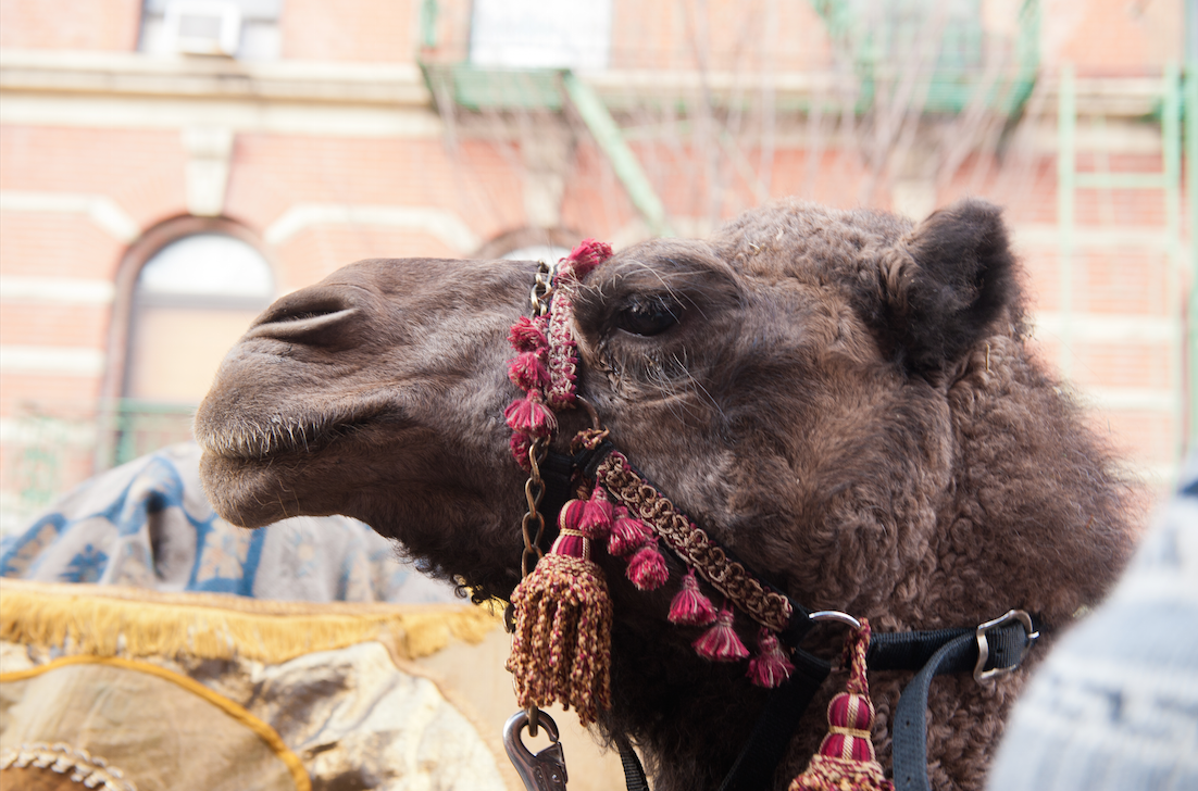 elmuseo's tweet photo. #3K2015 TOMORROW! Cheer us on as we march through El Barrio with 2500 kids, music, @BilldeBlasio, and camels! http://t.co/StYI4KSty3