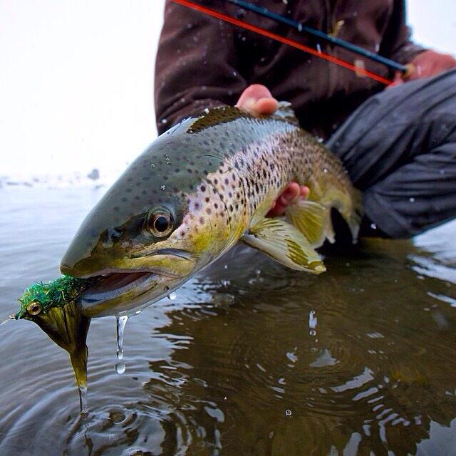 flyshopsmall's tweet image. #thereefflyshop Check out your local #FlyShop meat department. Trust your butcher. #FlyShopsmall #FlyFishing