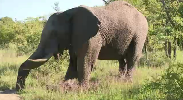 Tinxmum's tweet photo. Wanted: Big Girl to make this Big Boy's day. #ElephantInMusth #SafariLive http://t.co/sjvivLwB0G