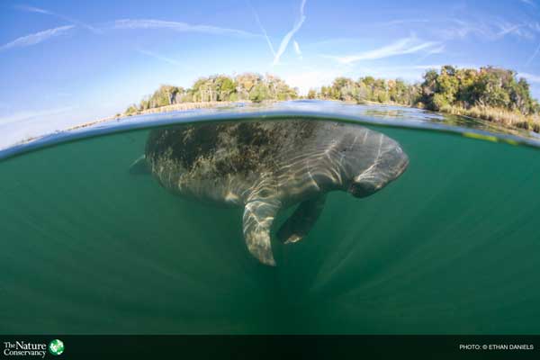 nature_org's tweet photo. 10 Great Conservation Successes of 2014: http://t.co/b2B3sNvaXT http://t.co/Qo7cKrMh7T