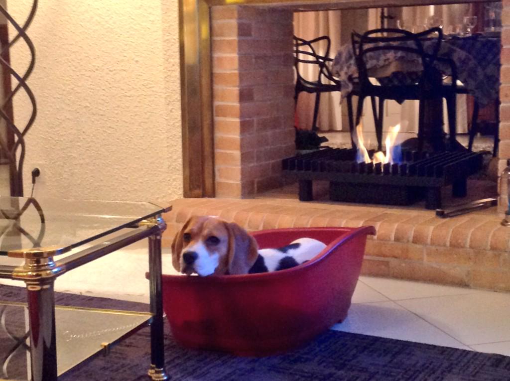 girlinflorence's tweet photo. This dog is not going to want to leave #France. A spoiled princess is this beagle #gingergram http://t.co/nHFnuYGqfE