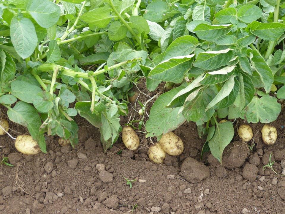 Посадка овощей предшественники таблица. Схема посадки овощных культур таблица. Таблица севооборота овощных культур и сидератов. Бобы на грядке. Чередование культур в огороде.