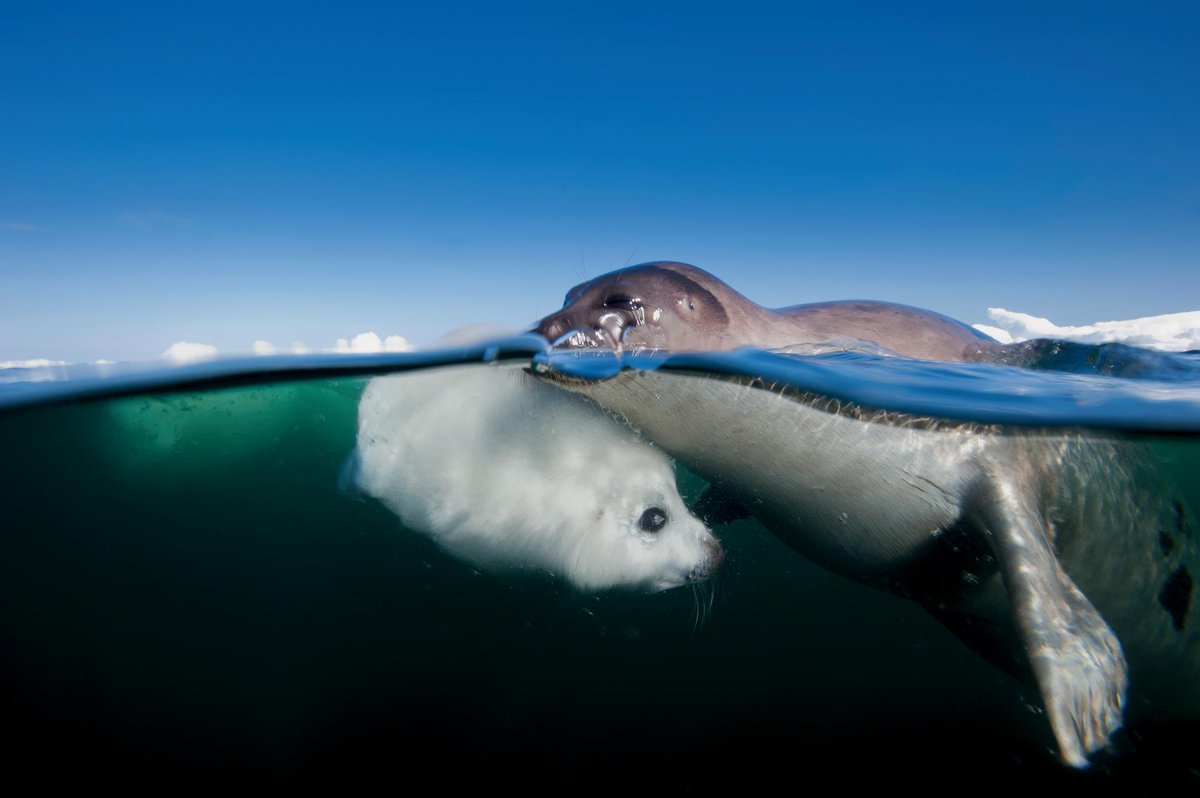 Join me for Islands to Ice Jan 8 <a href="/peacecenter/">Peace Center</a> Greenville with <a href="/NatGeoLive/">Nat Geo Live</a> Dive with #Sharks, #Seals, #Sturgeons