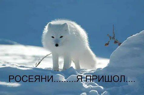 Прямая ссылка на встроенное изображение
