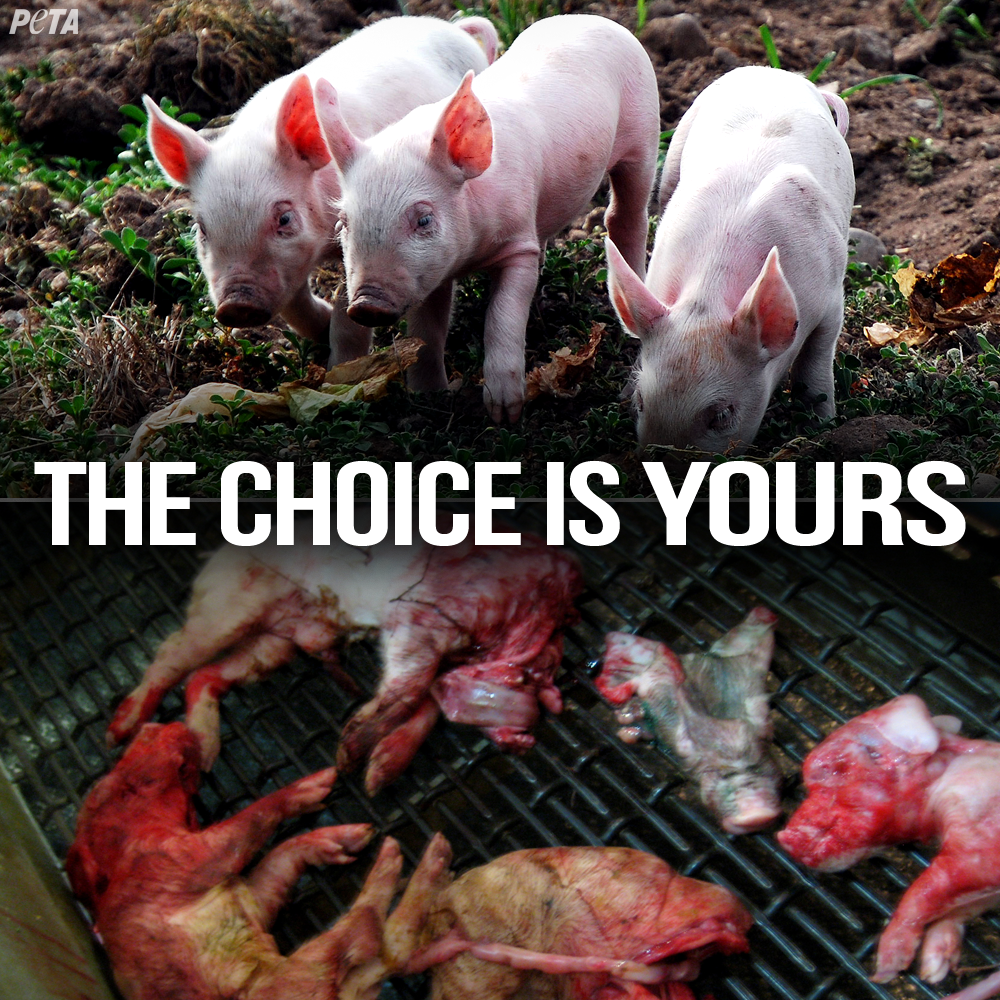 peta's tweet photo. It’s the first Monday of 2015!

SAVE 100 animals by the first Monday of 2016: http://t.co/rjg6T8tcPM #GoVegan http://t.co/Zty4CUYb6U