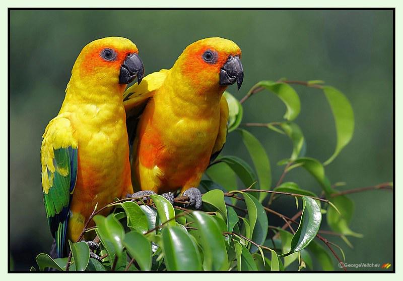 Aranganathan tweet media