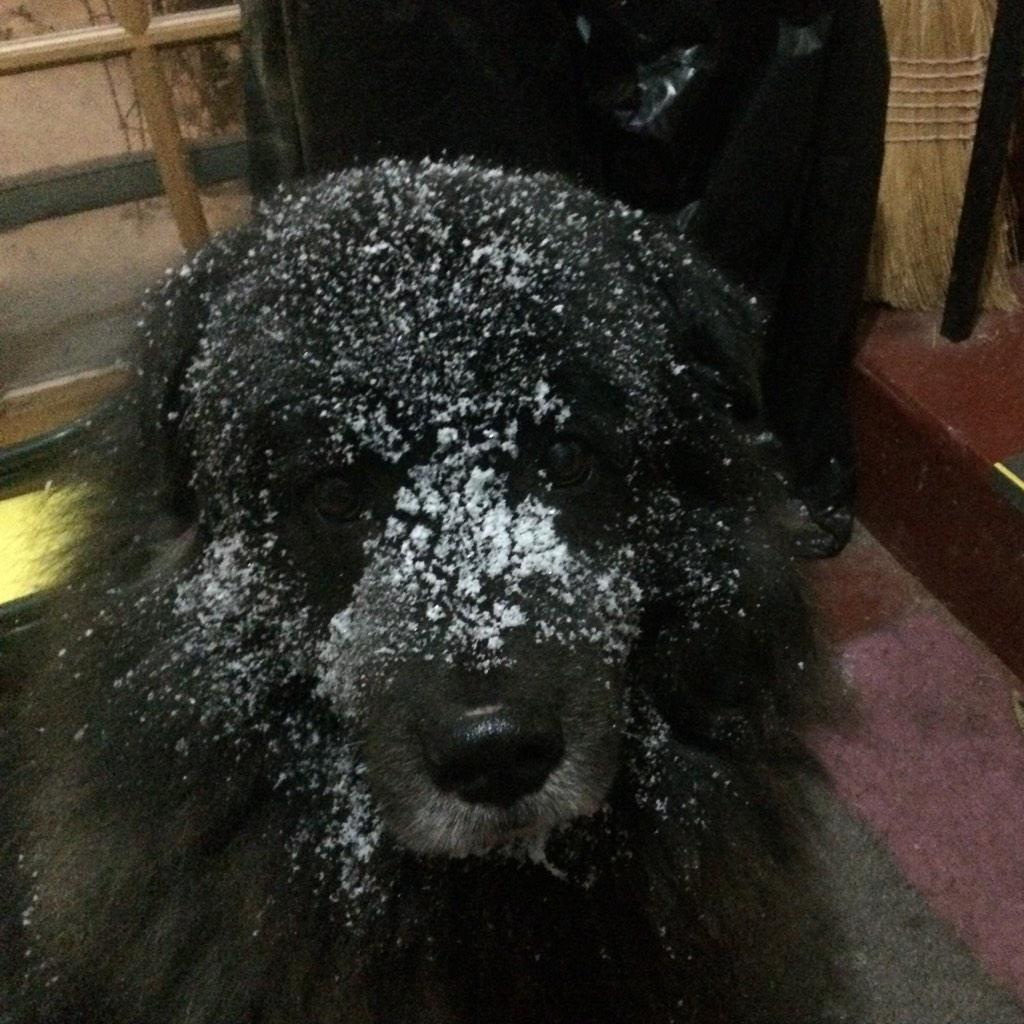 chellhick's tweet image. First Significant Snow fall in Iowa City! #dogs #dogsofwinter #snowdogs