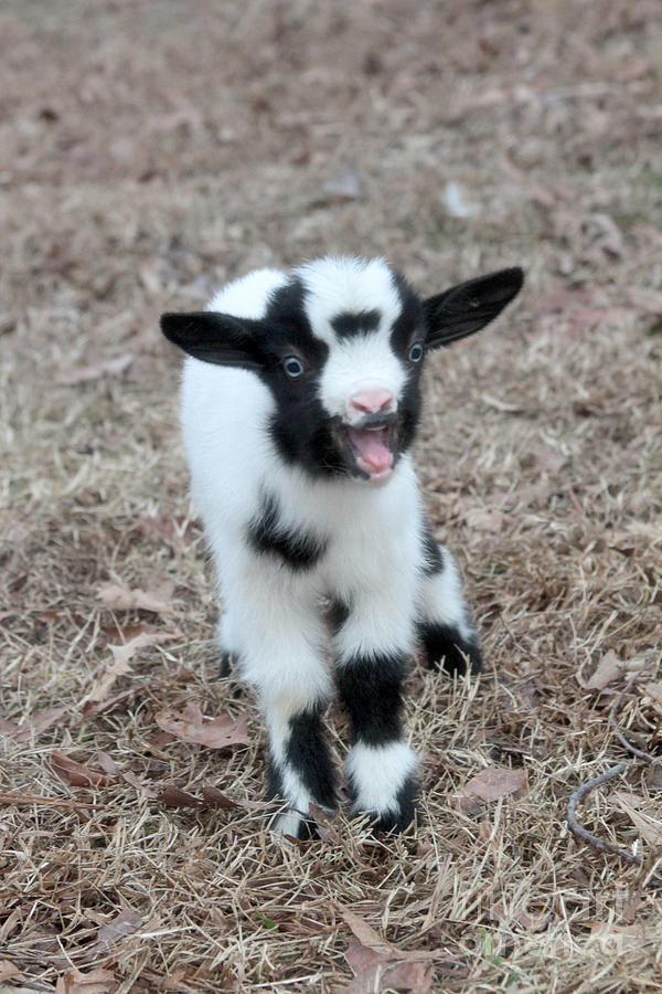 Baby Goats Waahhhhh In Goat Voice Extreme Babygoats Flex Animalcognition Http T Co Ka2nwp3wec Twitter