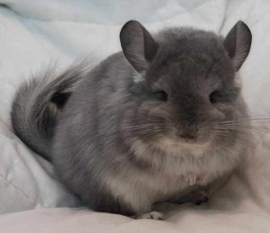 IAdoreRomanEdge's tweet photo. @ChinnieShopcom This is Tinsel my angora chinchilla,She got lots of treats for xmas :) http://t.co/aYobISi3rC