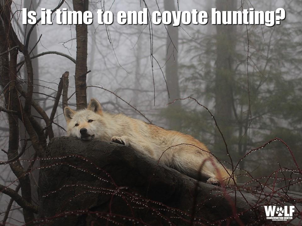Is it Time to End Coyote Hunting more the sake of wolves and coyotes? bit.ly/1xwOSN8