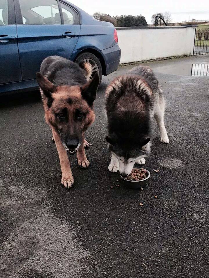 deise animal sanctuary dogs