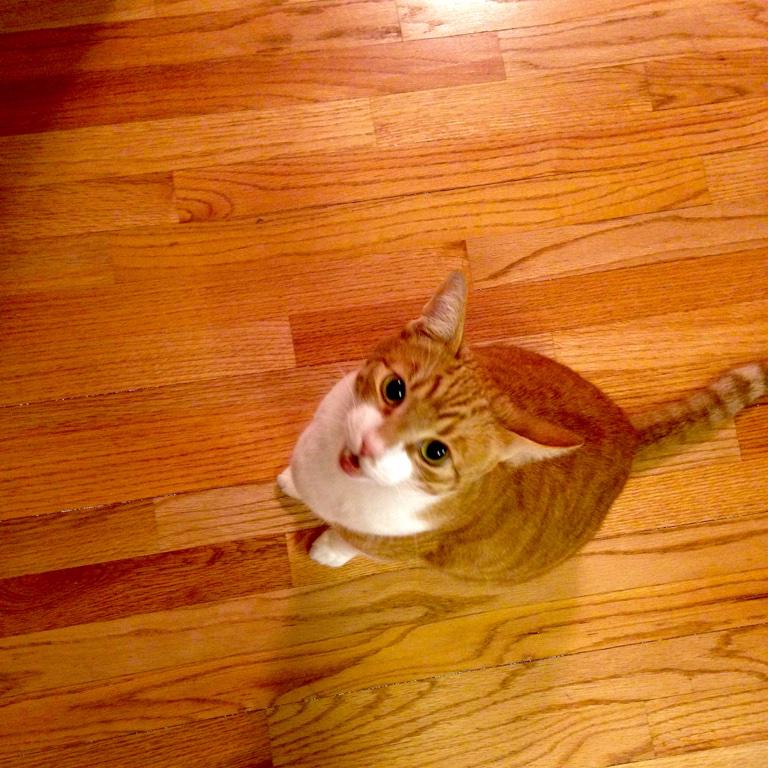 Embedded image permalink