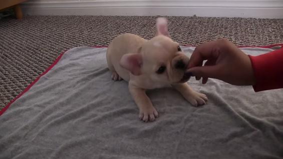 NoticiasRCN's tweet photo. Conozca a Brody, el obediente cachorro de bulldog francés que es sensación en redes sociales. http://t.co/b7wGg6LB9L http://t.co/9S2O1Tepdk