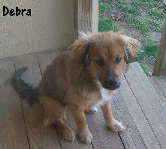 Available for Adoption: Debra - - safehavendogs.com/debra/ #dogs #savedogs