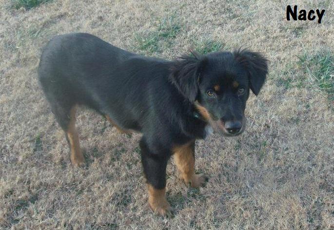 Available for Adoption: Nacy - - safehavendogs.com/nacy/ #dogs #savedogs