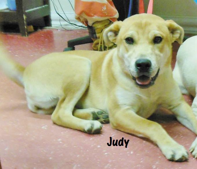 Available for Adoption: Judy - - safehavendogs.com/judy/ #dogs #savedogs
