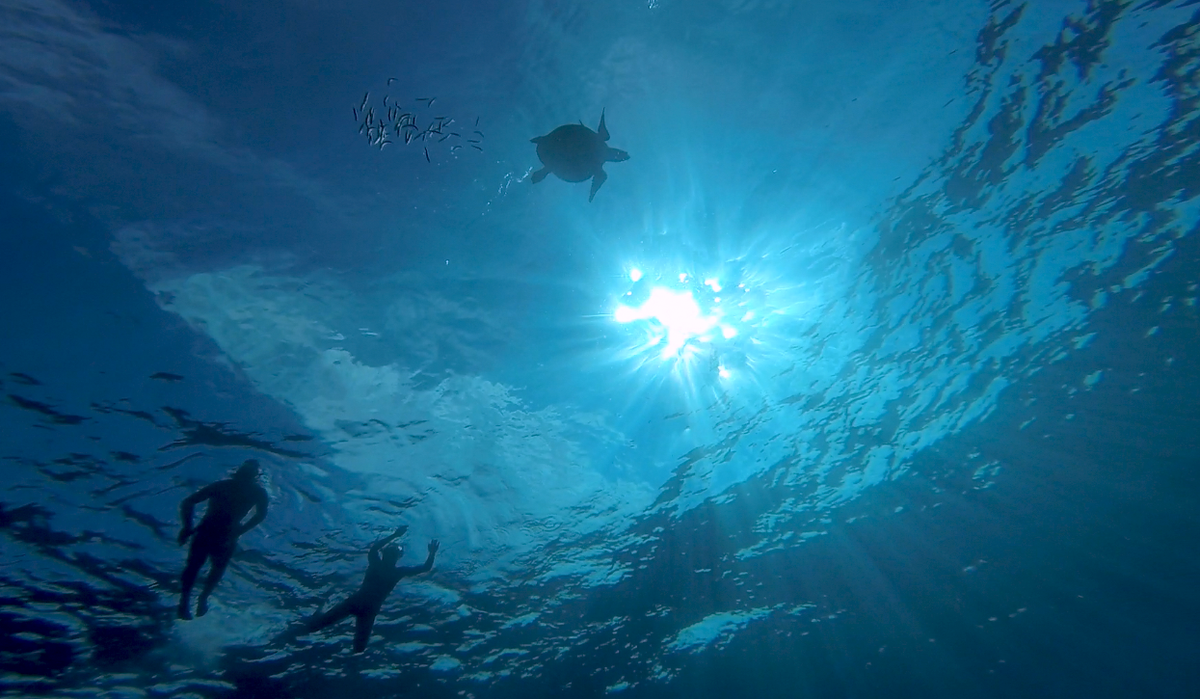 spunco's tweet photo. Hanging out with a Pacific ridley turtle and It´s little friends. Not bad for the 1st expedition of the year. http://t.co/c9iHDssDO2
