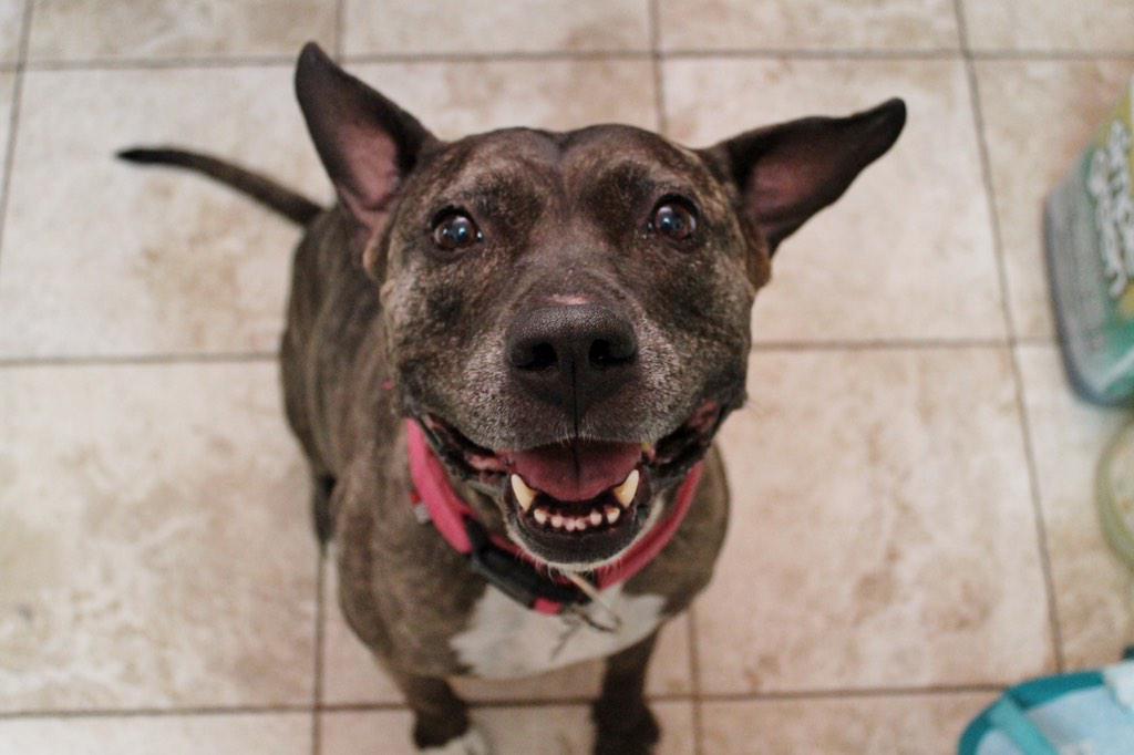 LovejoyFDN's tweet photo. This is Trixie, she is as joyful as you see here.  Trix is a 5 yr old pit bull. Call 3103500980 for more information http://t.co/WwjXFsZ8pW