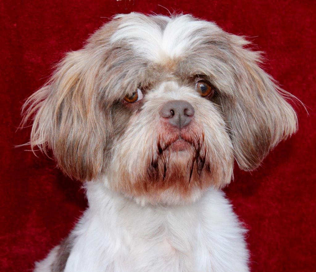 LovejoyFDN's tweet photo. Patrick is a hypoallergenic Shih Tzu mix, he is very sweet and loving.  He enjoys kids, dogs, walks and cuddling. http://t.co/JgCfcUNQZn