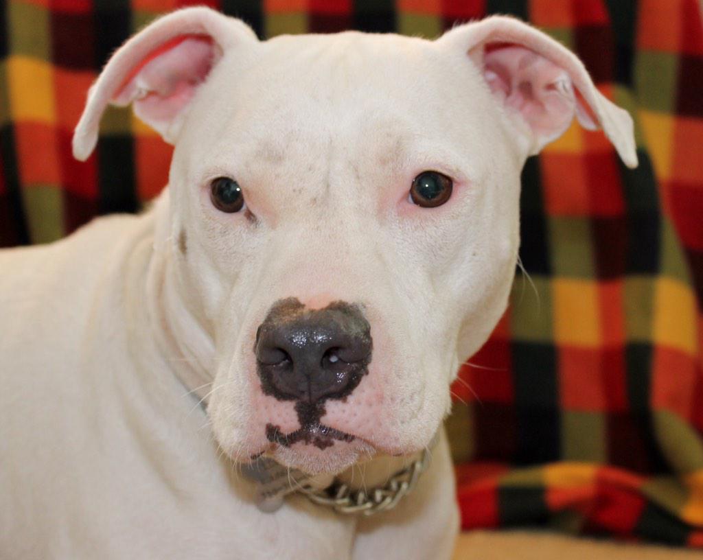 LovejoyFDN's tweet photo. This is Grey Butt she is a 1 year old Pit mix, she is a kind girl who dances from happiness. Call 3103500980 http://t.co/CvGDsoiMzA