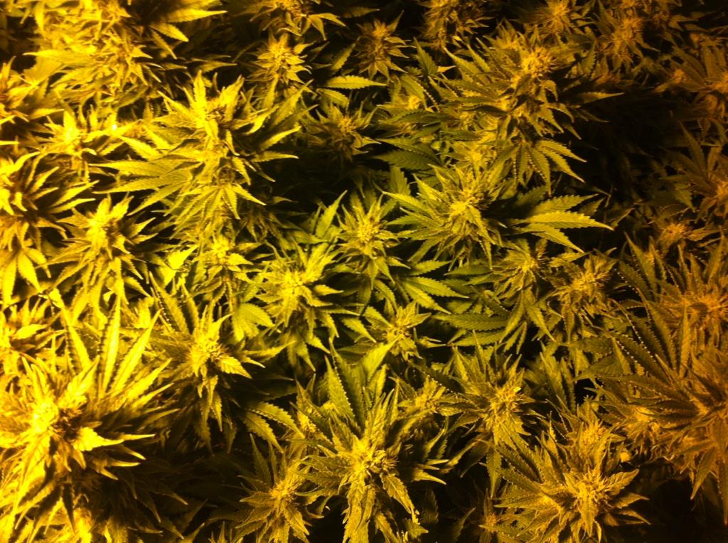 j_c0leSw4gFree's tweet photo. Welcome to my garden 😎🌱🍁 #growyourown #gardeningisfun #itsjustaplan http://t.co/dL8IAertA9