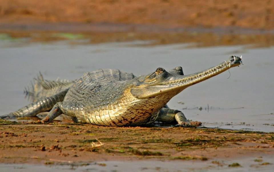 marvstravels's tweet photo. Excursions to #Bharatpur #birds #Sanctuary and #Chambal #safari from #Agra for a exciting &amp; adventurous experience http://t.co/f70TpWI7Vb