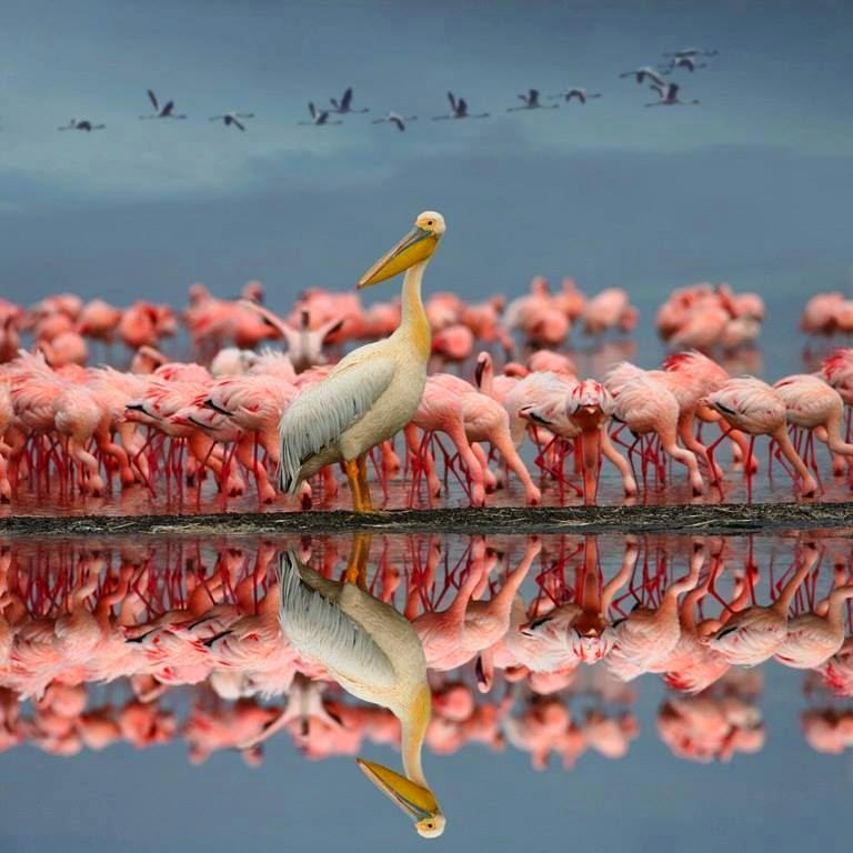 marvstravels's tweet photo. Excursions to #Bharatpur #birds #Sanctuary and #Chambal #safari from #Agra for a exciting &amp; adventurous experience http://t.co/f70TpWI7Vb