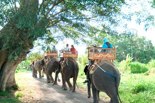 ToursLine's tweet image. Do not miss the opportunity to visit the elephant safaris.
tours-line.com/#!elephant-saf…