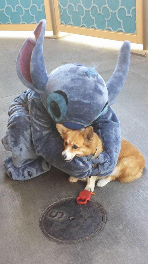 9GAG's tweet photo. There's simply nothing cuter than these 😍 http://t.co/Y3LJnoRdLX