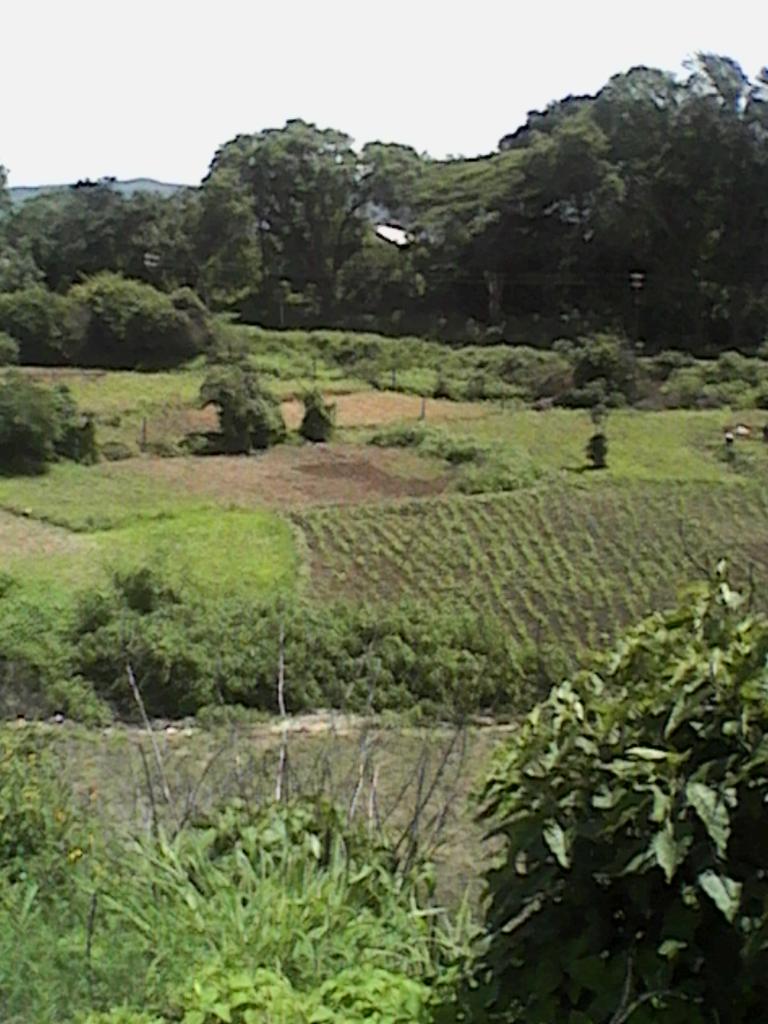 MurimiWanhasi's tweet photo. The sun is out #urbanfarmers busy in their fields #farmingiscool #263chat #Twimbos http://t.co/Pr7yTLi6bS