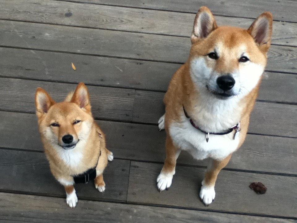 ShibaInumag's tweet photo. Shiba Inu @Bustle http://t.co/pgFUDsYYXU