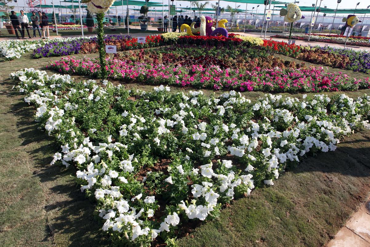 CM opens Flower Show in Ahmedabad (photo) DeshGujarat