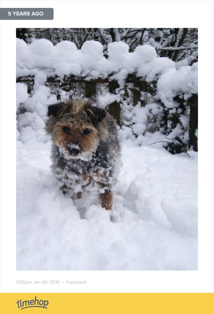 bethanknock's tweet photo. tessy in the snow!! 🐶❄⛄ http://t.co/F7tpuTJBtL http://t.co/oqxQkWtnVK