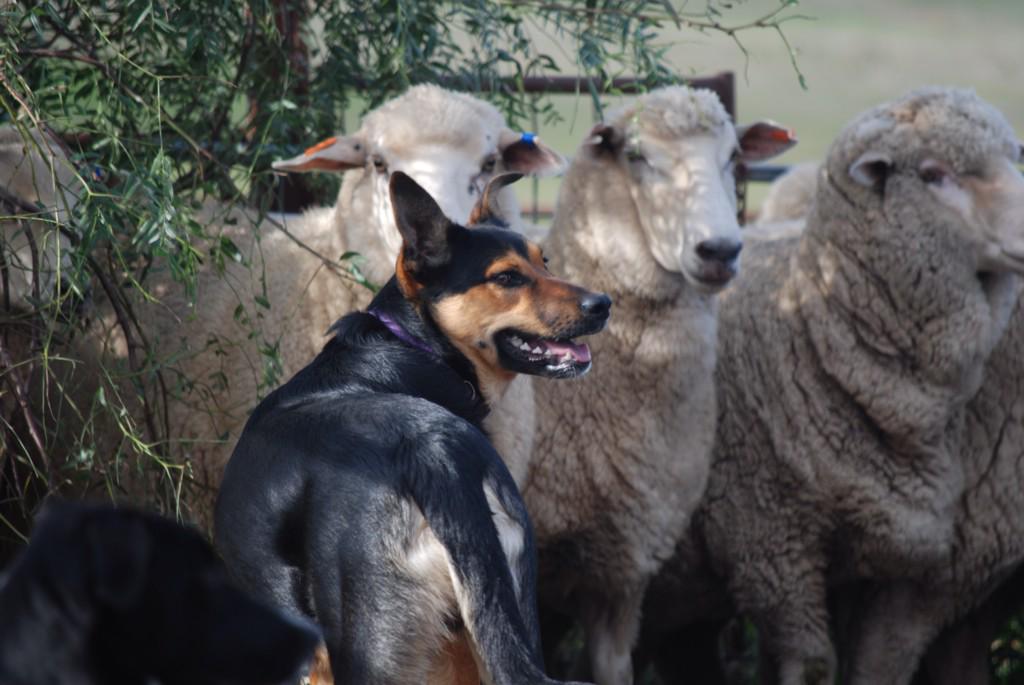 reggiekelpie's tweet photo. @ausgeo #dogs Sapper looking for more instructions. http://t.co/a1mNvd3yZz