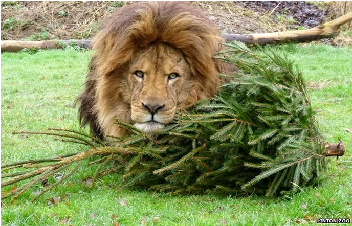 Tree News tweet media