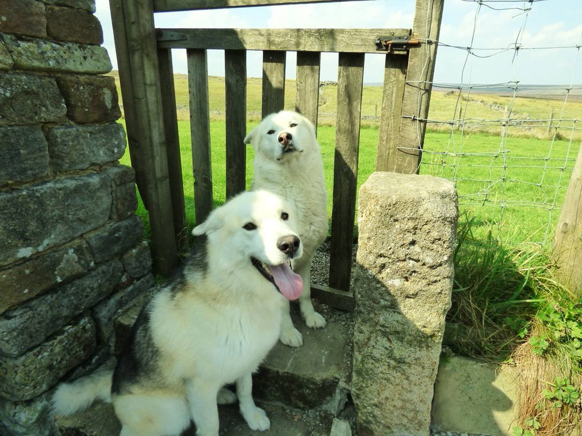 via #NorthYorkshirePolice: #Missingdogs #Huskies x Zac & Blu  Missing from #Yorkshire 31 Dec doglost.co.uk/dog-blog.php?d…