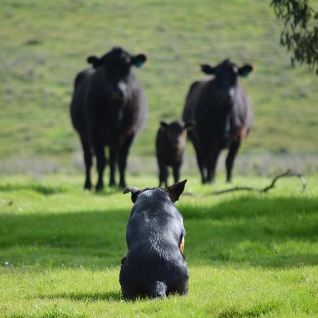 reggiekelpie's tweet photo. @ausgeo #dogs Sapper watching some cows with a calf. http://t.co/uauusguO8x