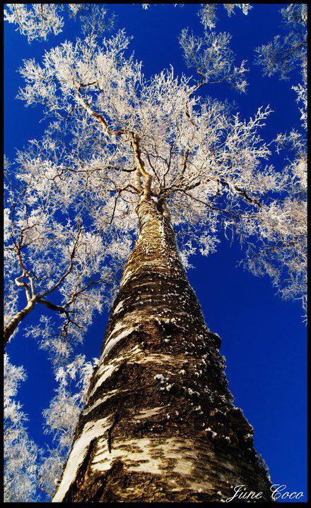 June Coco tweet media