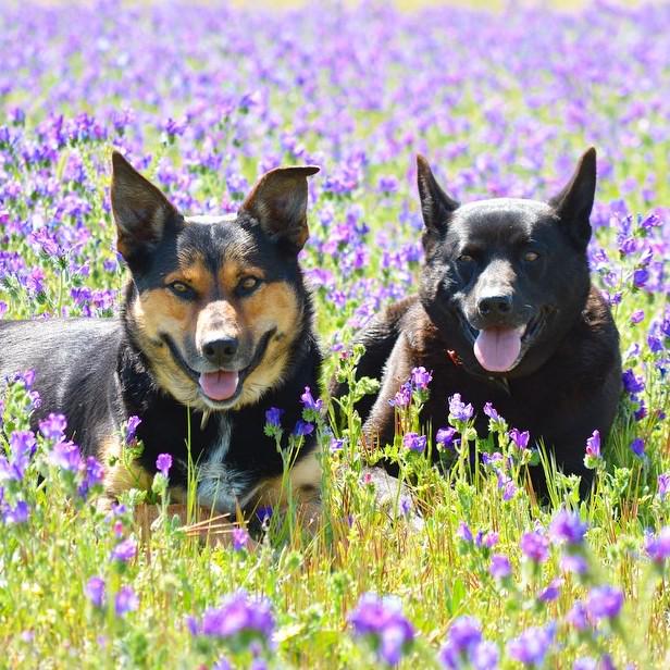 reggiekelpie's tweet photo. @ausgeo #dogs Our two older kelpies, Sapper and Diesel, sitting amongst the Patterson's Curse. http://t.co/soRphMW97I